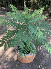 Cedrela fissilis