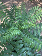 Cedrela fissilis