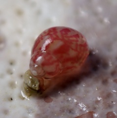 Eulithidium pulloides