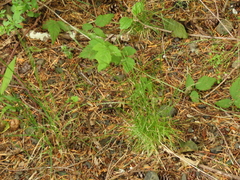 Deschampsia elongata