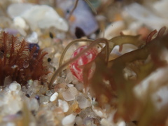 Eulithidium pulloides