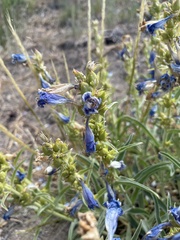 Penstemon speciosus