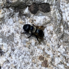 Osmia bucephala