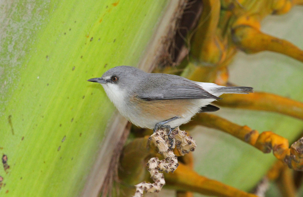 Mauritius Gray White-eye photo
