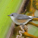 Mauritius Grey White-Eye - Photo (c) Paul Lewis, some rights reserved (CC BY-NC), uploaded by Paul Lewis