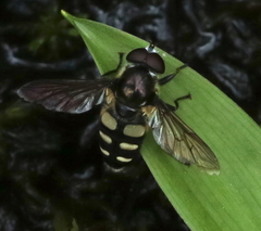 Sericomyia transversa