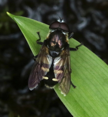 Sericomyia transversa