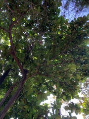 Ficus lyrata