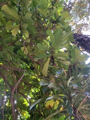 Ficus lyrata