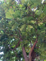 Ficus lyrata