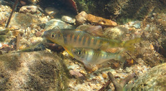 Opsariichthys evolans