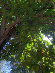 Ficus lyrata