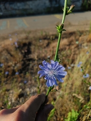 Cichorium intybus