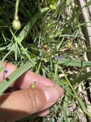 Sisyrinchium halophilum