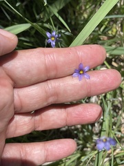 Sisyrinchium halophilum