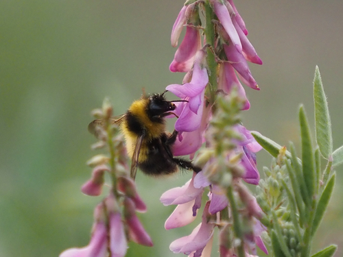 Heath Bumble Bee photo 6