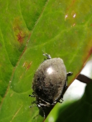 Epilachna obscurella