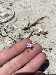 Gilia sinuata