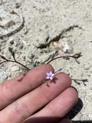 Gilia sinuata