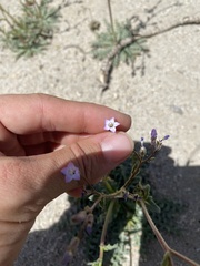 Gilia sinuata