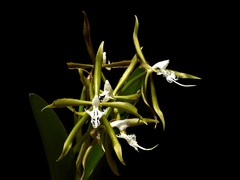 Epidendrum ciliare