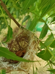 Zosterops palpebrosus