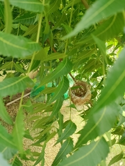 Zosterops palpebrosus