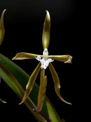 Epidendrum ciliare