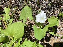 Calystegia atriplicifolia