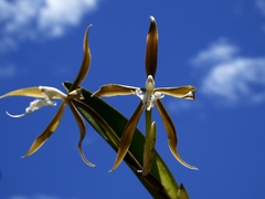 Epidendrum ciliare