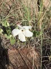 Mandevilla macrosiphon