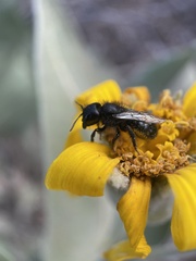 Cephalosmia