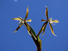 Epidendrum ciliare