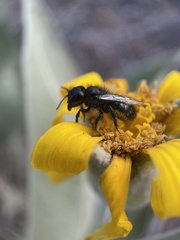 Cephalosmia
