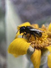 Cephalosmia