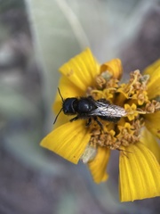 Cephalosmia