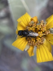 Cephalosmia