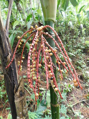 Pinanga coronata