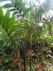 Pinanga coronata
