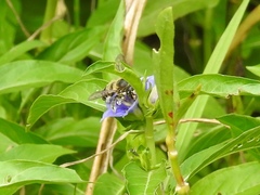 Litomegachile
