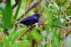 Diglossa lafresnayii