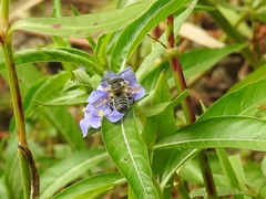 Litomegachile