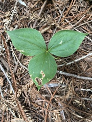 Trillium ovatum