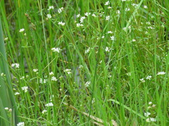 Galium labradoricum