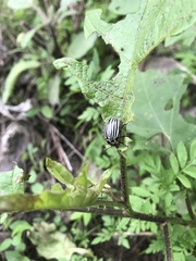 Leptinotarsa undecimlineata