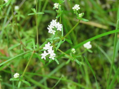 Galium labradoricum