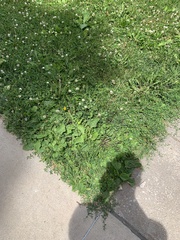 Plantago major