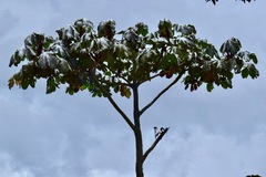 Cecropia telenitida
