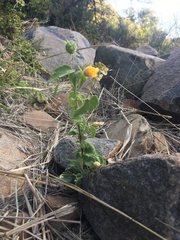 Abutilon sonneratianum