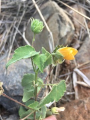 Abutilon sonneratianum